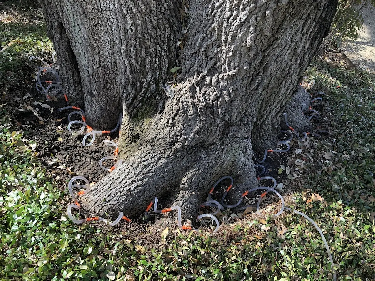 Detailed Tree Cabling and Bracing job site in Chappells