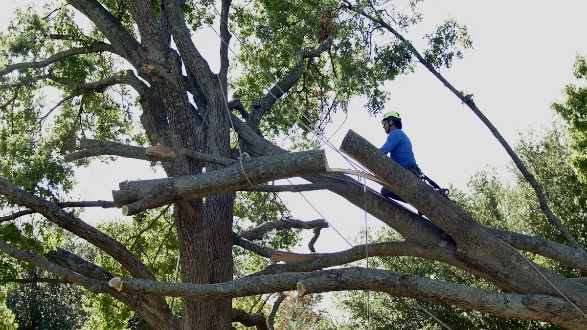 Professional Crown Thinning performed by certified arborists in Chappells