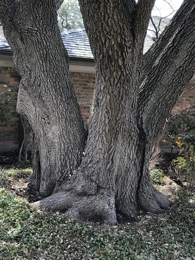 Mature heritage tree close to a Chappells property cared for by certified arborists